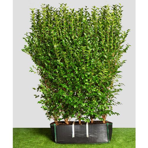 Instant Hedge Green Privet (Ligustrum ovalifolium) in Hedge Bag